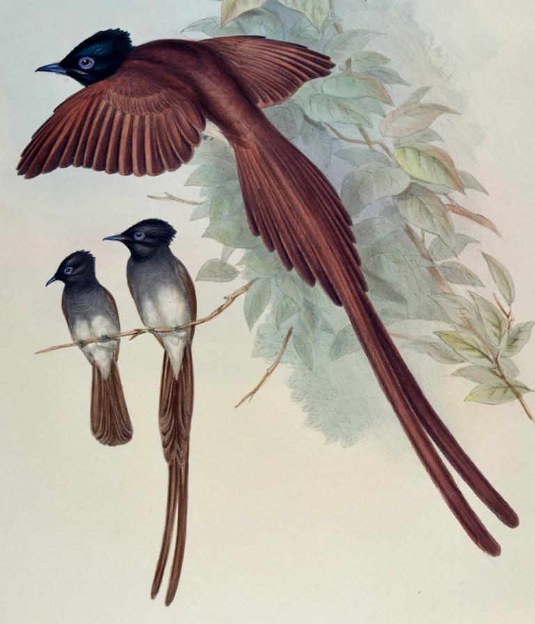 Ince's Paradise Flycatcher Birds : Lithographie colorée à la main par John Gould, 19e siècle - Naturalisme Print par John Gould and Henry Constantine Richter