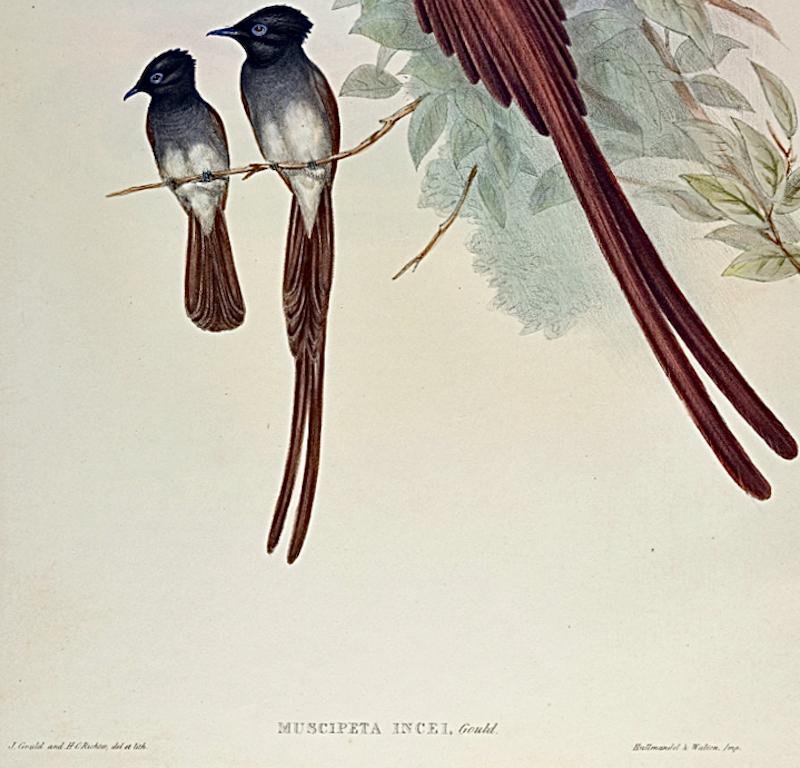 Ince's Paradise Flycatcher Birds : Lithographie colorée à la main par John Gould, 19e siècle - Beige Landscape Print par John Gould and Henry Constantine Richter