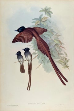 Ince's Paradise Flycatcher Birds: 19th C. Hand-colored Lithograph by John Gould