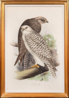 Jer Falcon. Falco Islandicus.