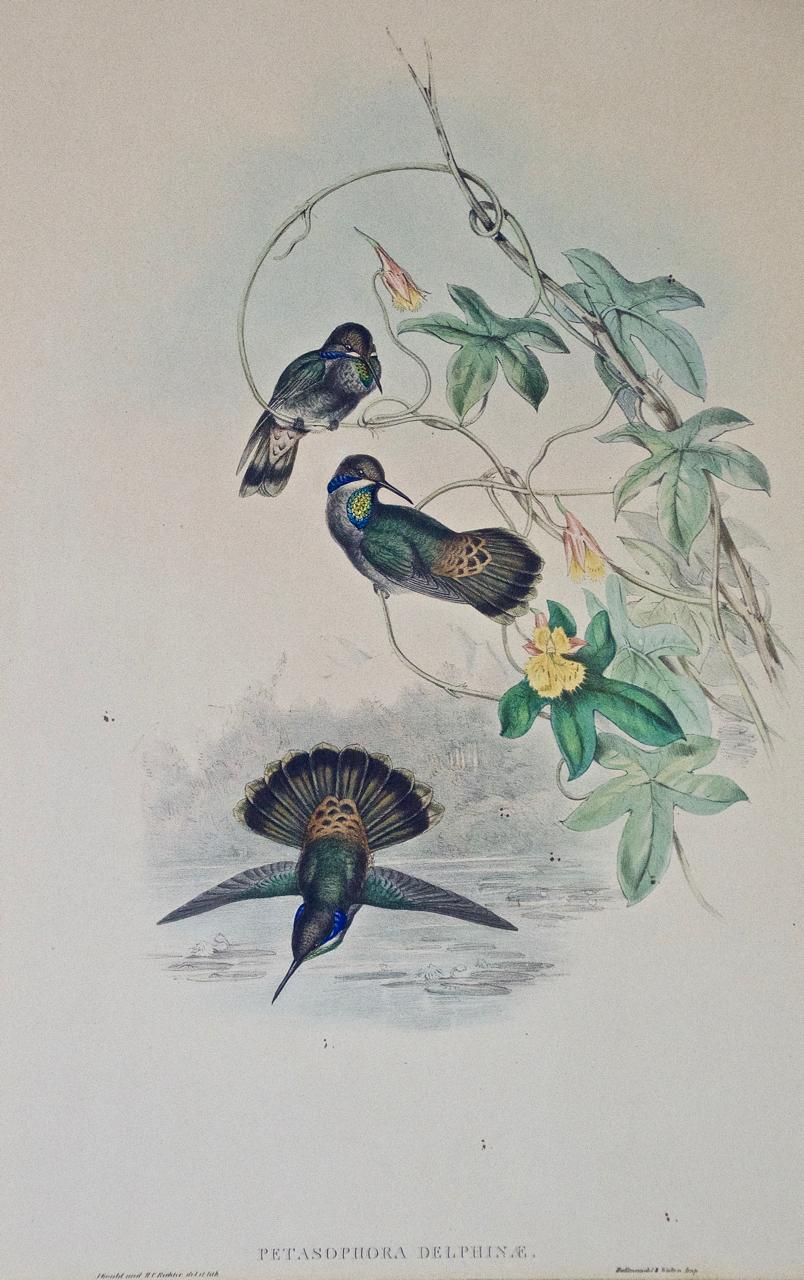 John Gould Antique Hand-Colored Brown Violet-Ear Hummingbird Lithograph  - Print by John Gould and Henry Constantine Richter