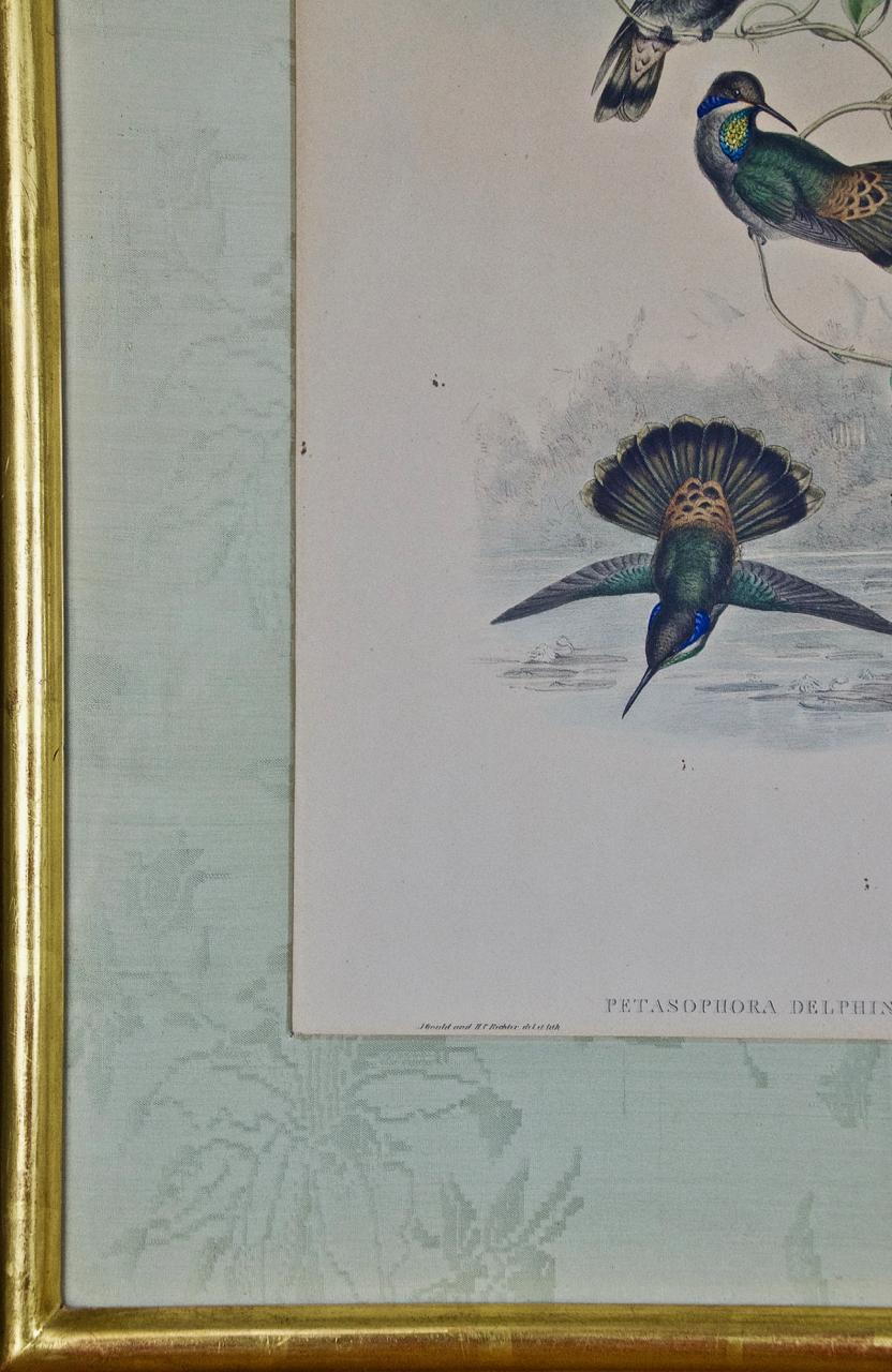 John Gould Antique Hand-Colored Brown Violet-Ear Hummingbird Lithograph  - Gray Animal Print by John Gould and Henry Constantine Richter