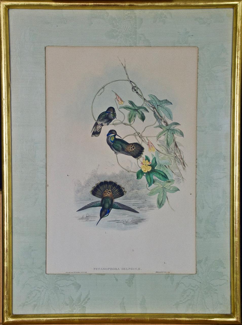 John Gould and Henry Constantine Richter Animal Print - John Gould Antique Hand-Colored Brown Violet-Ear Hummingbird Lithograph 