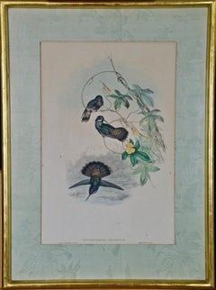 John Gould Antique Hand-Colored Brown Violet-Ear Hummingbird Lithograph 