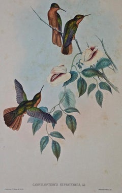 Colibrì: Cornice di Gould Antique colorata a mano "Rufous-breasted Sabrewing" (Dama di mare dal petto ruvido)