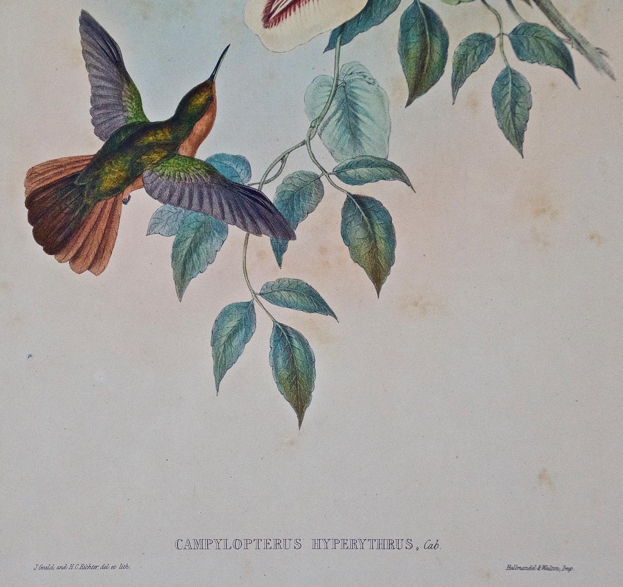 Hummingbirds: Gerahmte Gould Antike handkolorierte „Rufous-breasted Sabrewing“  (Naturalismus), Print, von John Gould and Henry Constantine Richter