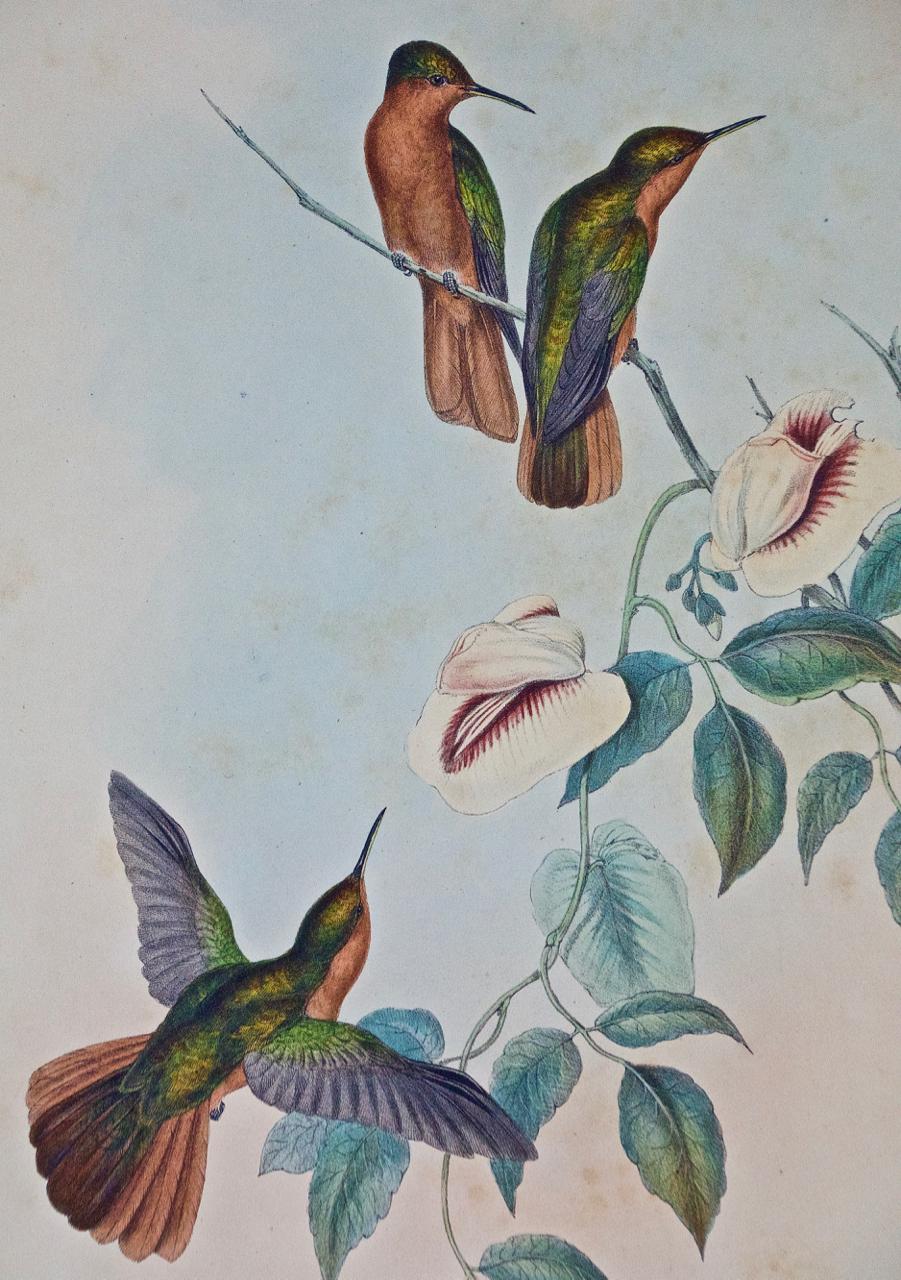 Hummingbirds: Gerahmte Gould Antike handkolorierte „Rufous-breasted Sabrewing“  (Grau), Landscape Print, von John Gould and Henry Constantine Richter