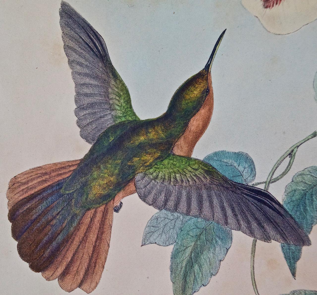 Hummingbirds: Framed Gould Antique Hand-Colored 
