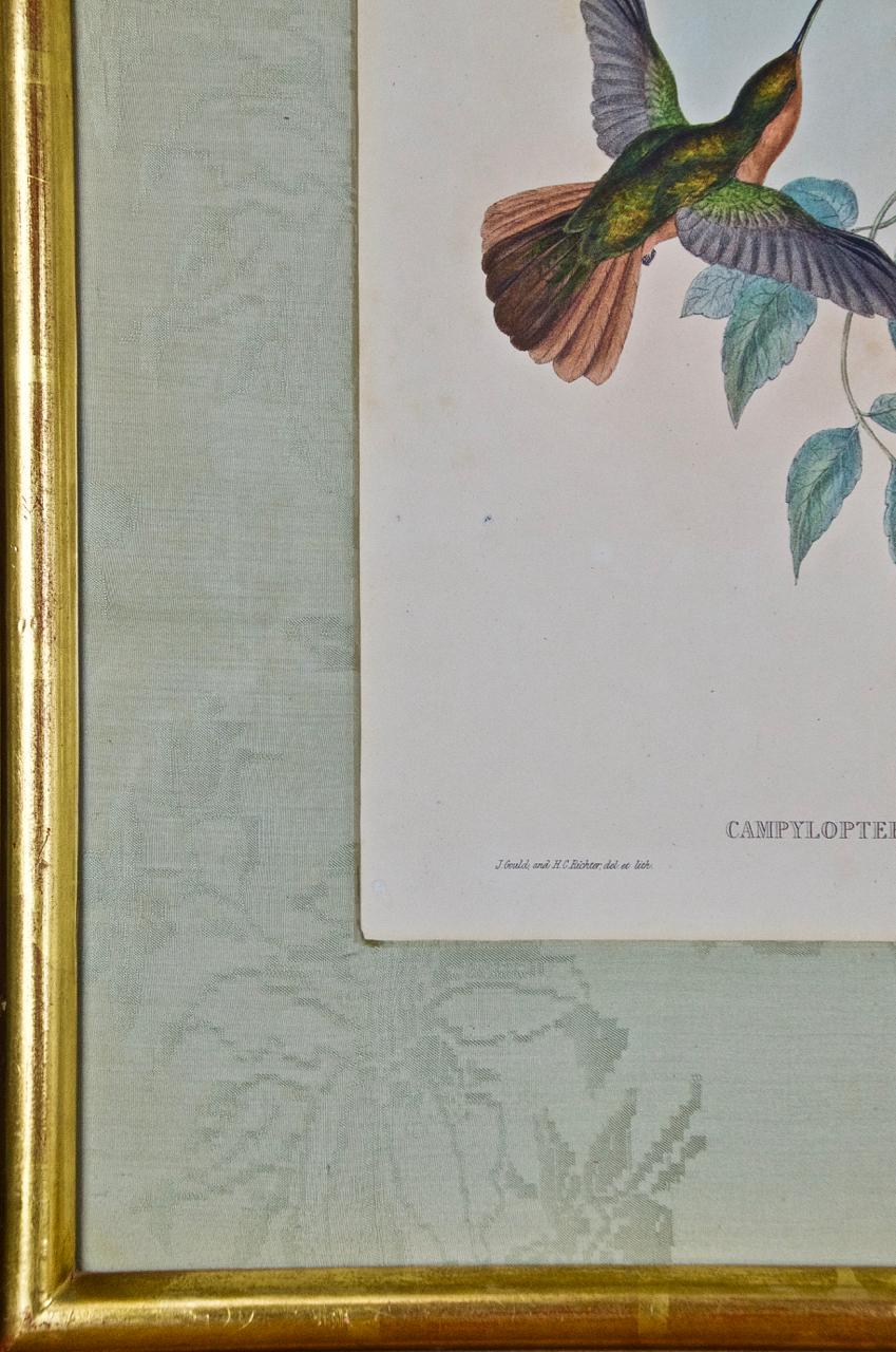 Hummingbirds: Framed Gould Antique Hand-Colored 