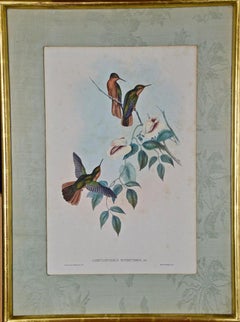 Hummingbirds: Framed Gould Antique Hand-Colored "Rufous-breasted Sabrewing" 