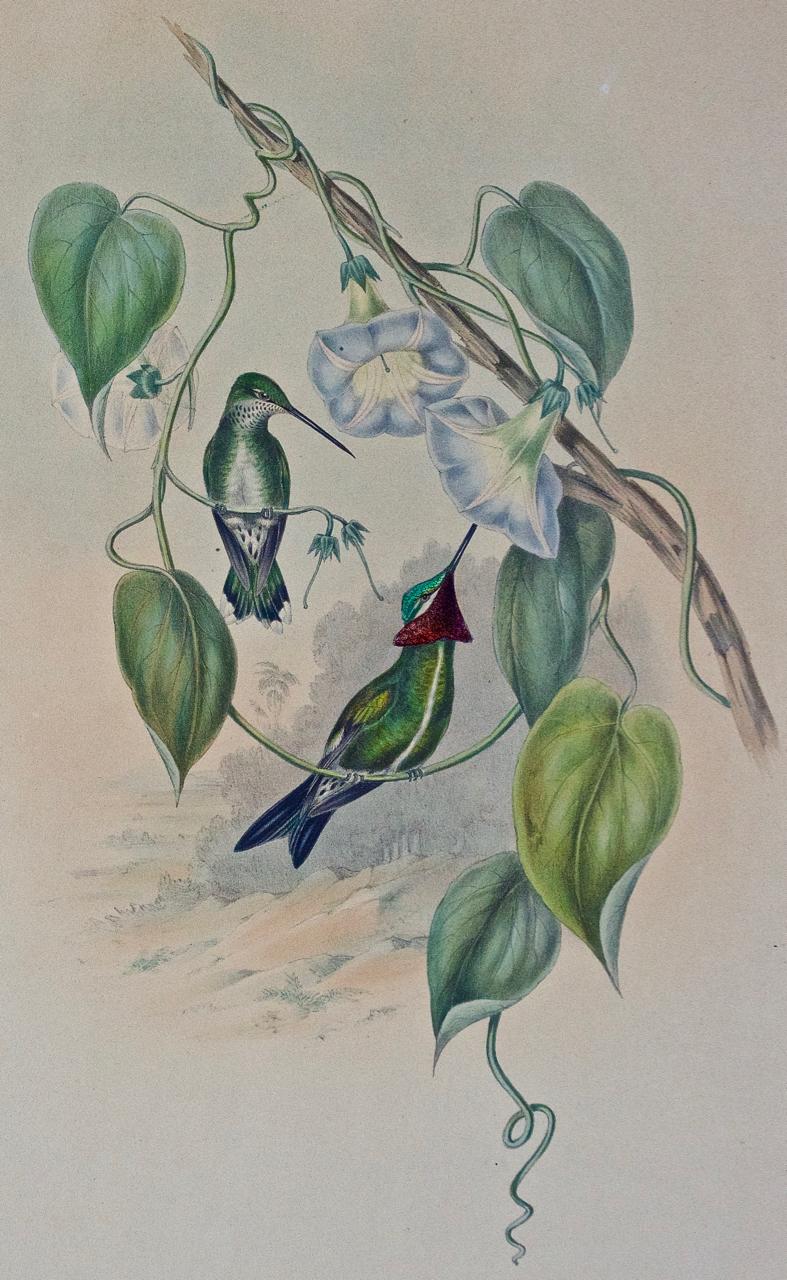 John Gould Hand-Colored Stripe-Breasted Star-Throat Hummingbird Lithograph - Print by John Gould and Henry Constantine Richter