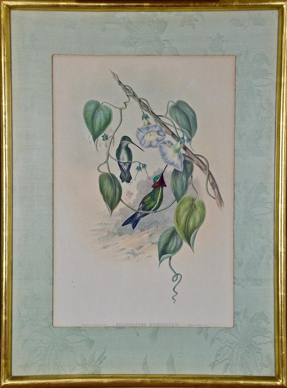 John Gould and Henry Constantine Richter Animal Print - John Gould Hand-Colored Stripe-Breasted Star-Throat Hummingbird Lithograph