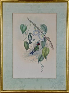 John Gould Hand-Colored Stripe-Breasted Star-Throat Hummingbird Lithograph