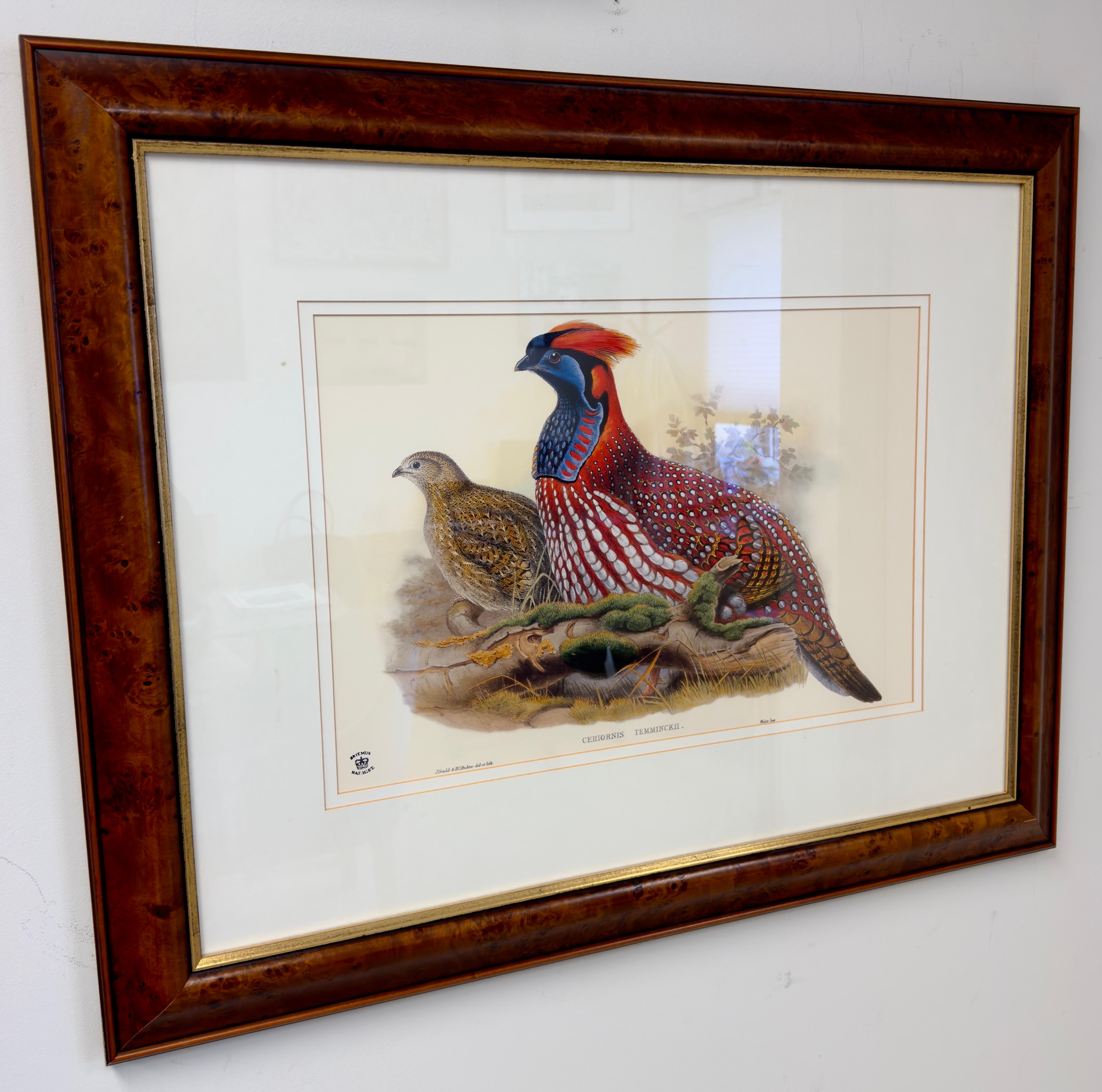 A large print of  John Gould & Henry Constantine Richter of Temminck's Tragopan from his published book 