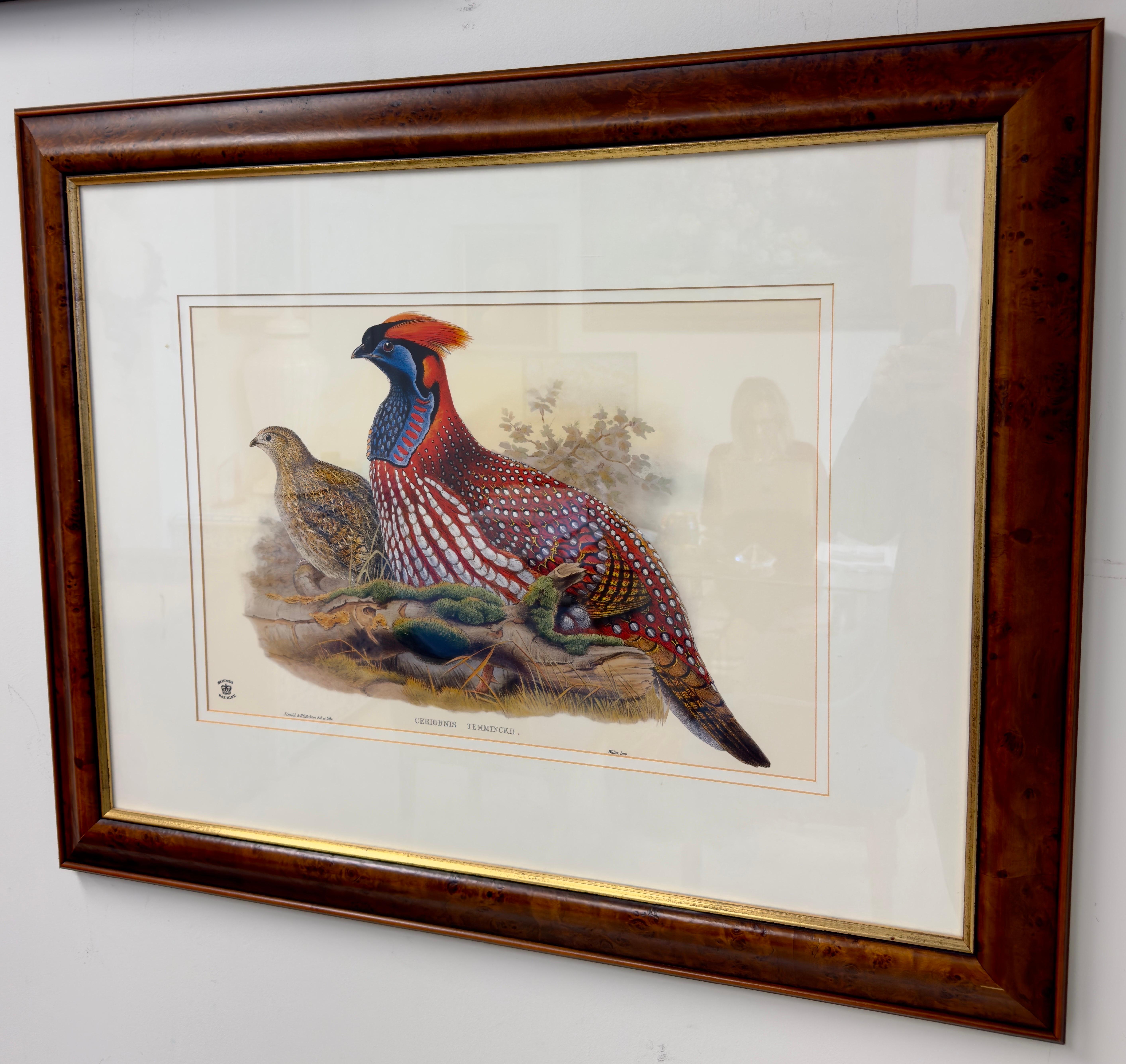  John Gould & Henry Constantine Richter Birds of Asia Temminck's Tragopan Print  For Sale 2