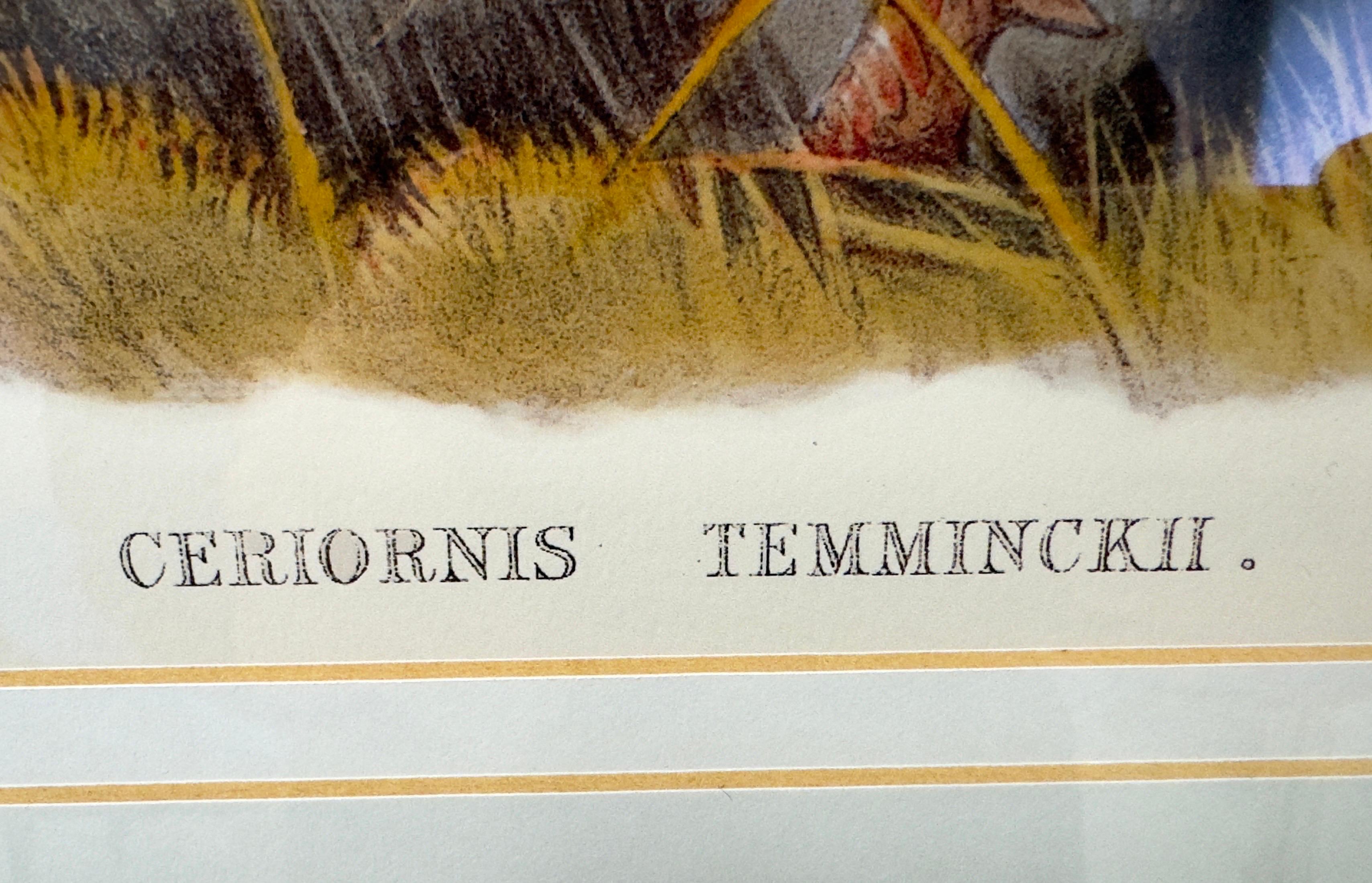 John Gould & Henry Constantine Richter Birds of Asia Temminck's Tragopan Print  For Sale 7