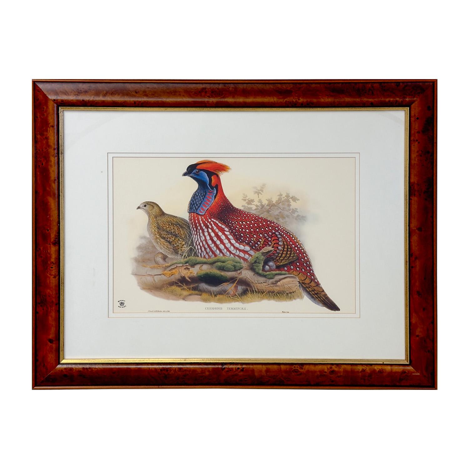  John Gould & Henry Constantine Richter Birds of Asia Temminck's Tragopan Print 