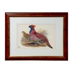 Vintage  John Gould & Henry Constantine Richter Birds of Asia Temminck's Tragopan Print 