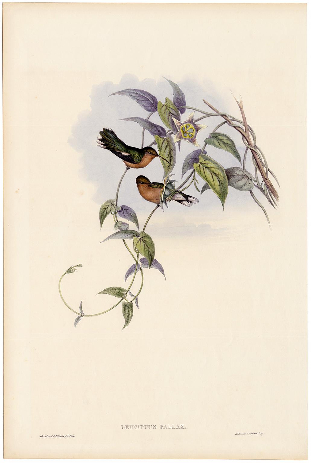 Leucippus Fallax (Colibri) - Lithographie originale de 1849 coloriée à la main - Print de John Gould and Henry Constantine Richter
