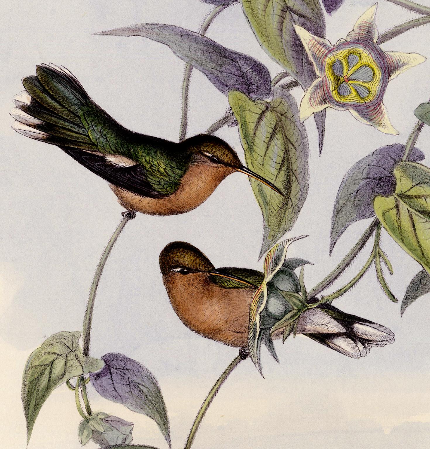 Leucippus Fallax (Buffy Hummingbird) - Original 1849 handkolorierte Lithographie (Realismus), Print, von John Gould and Henry Constantine Richter