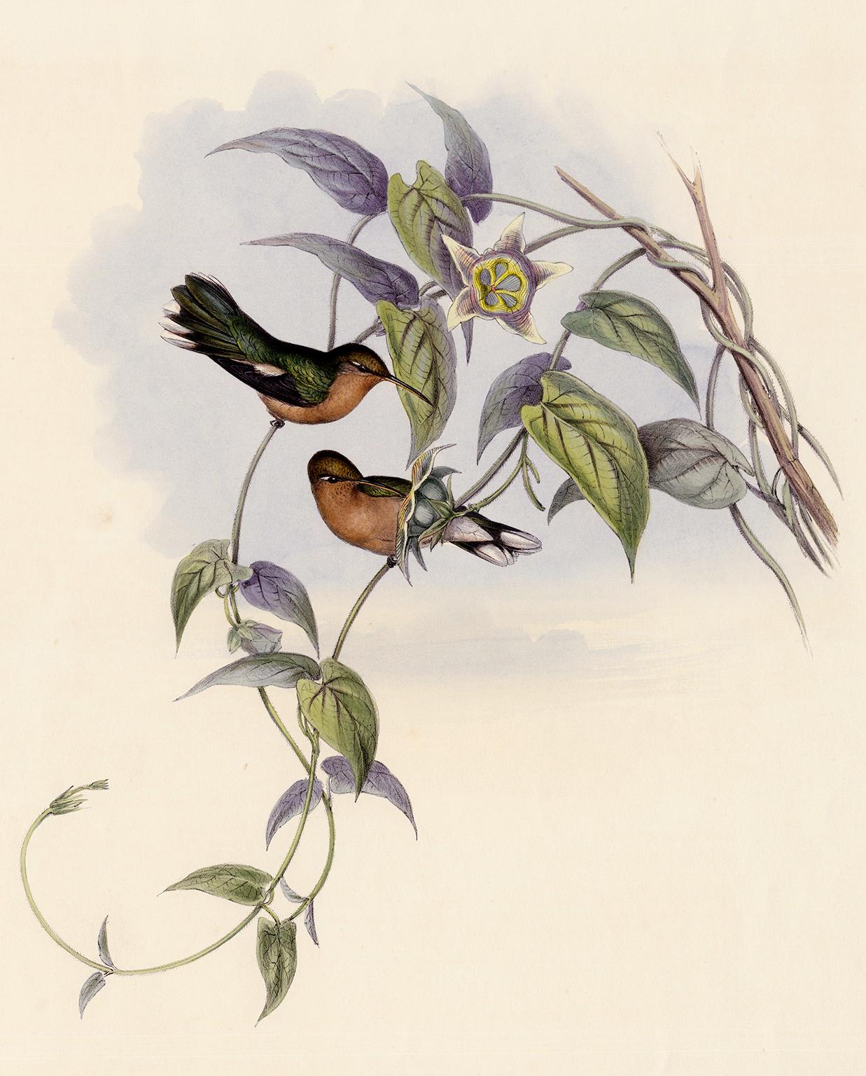 John Gould and Henry Constantine Richter Animal Print – Leucippus Fallax (Buffy Hummingbird) - Original 1849 handkolorierte Lithographie