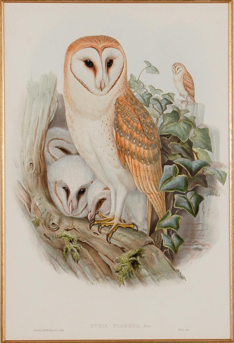 Barn Owl Family: A Framed Original 19th C. Hand-colored Lithograph by Gould - Print by John Gould and Henry Constantine Richter