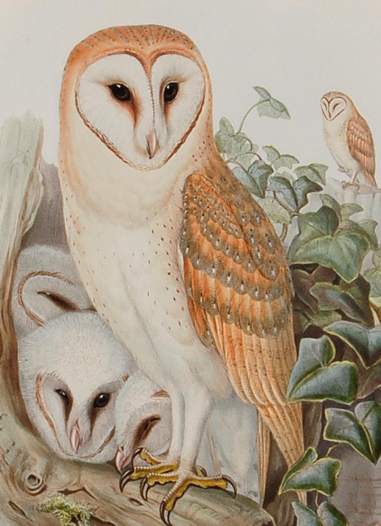 Barn Owl Family: A Framed Original 19th C. Hand-colored Lithograph by Gould - Naturalistic Print by John Gould and Henry Constantine Richter