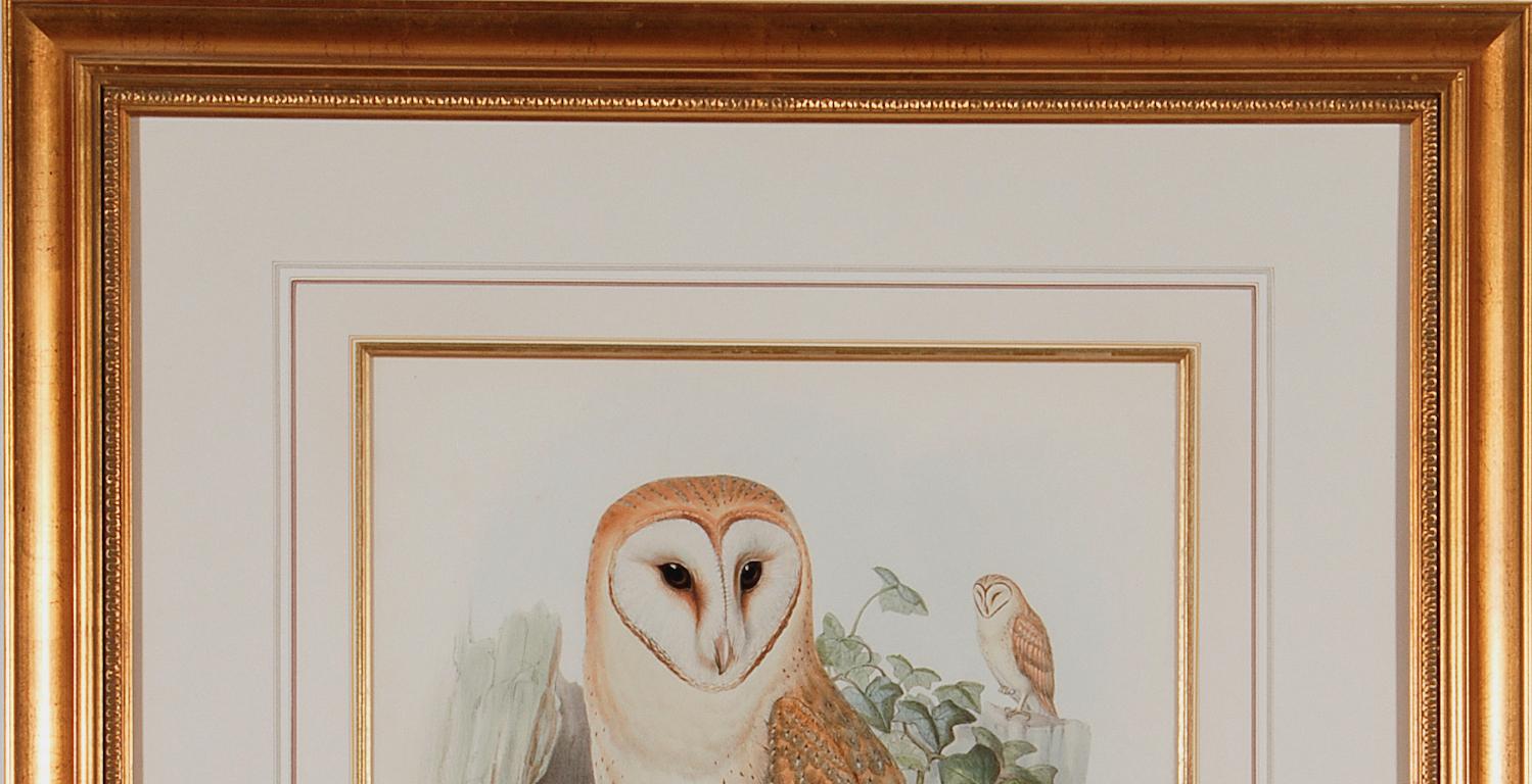 This is a framed original 19th century hand-colored folio-sized lithograph entitled “Strix Flammea” (Barn Owl) by John Gould, from his 