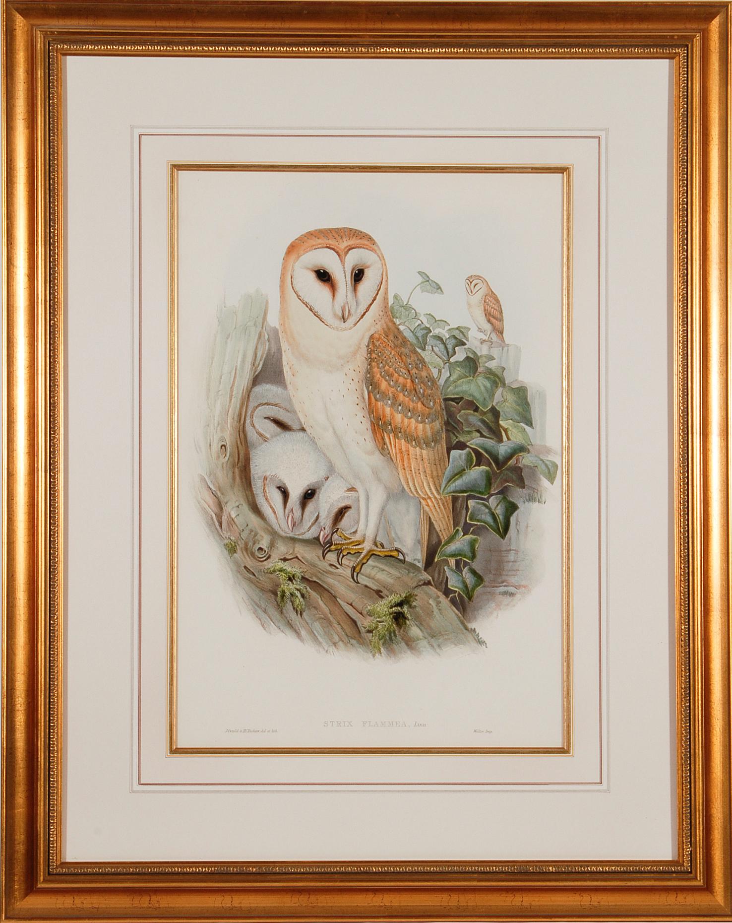 John Gould and Henry Constantine Richter Landscape Print - Barn Owl Family: A Framed Original 19th C. Hand-colored Lithograph by Gould