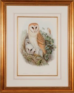 Barn Owl Family: A Framed Original 19th C. Hand-colored Lithograph by Gould