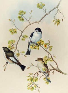 Pied Flycatcher Birds: 19th C. Hand-colored Folio-sized Lithograph by John Gould