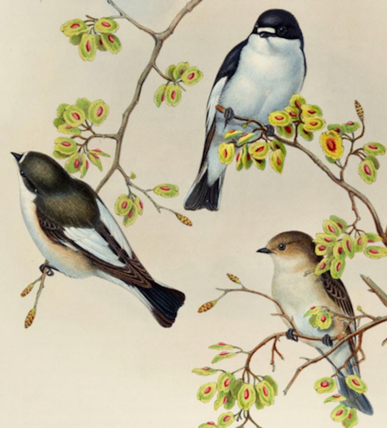 Oiseaux piqués dans la mouche : lithographie Folio du 19e siècle colorée à la main par John Gould - Naturalisme Print par John Gould and Henry Constantine Richter