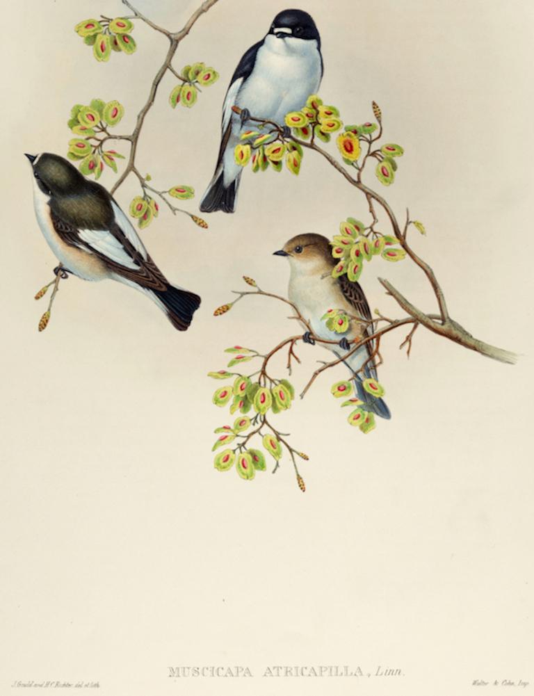 Oiseaux piqués dans la mouche : lithographie Folio du 19e siècle colorée à la main par John Gould - Beige Animal Print par John Gould and Henry Constantine Richter