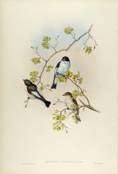 Pied Flycatcher Birds: 19th C. Hand-colored Folio-sized Lithograph by John Gould