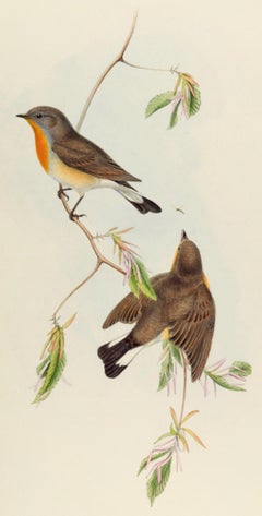 Pájaros papamoscas de pecho rojo: Litografía coloreada a mano del siglo XIX por John Gould