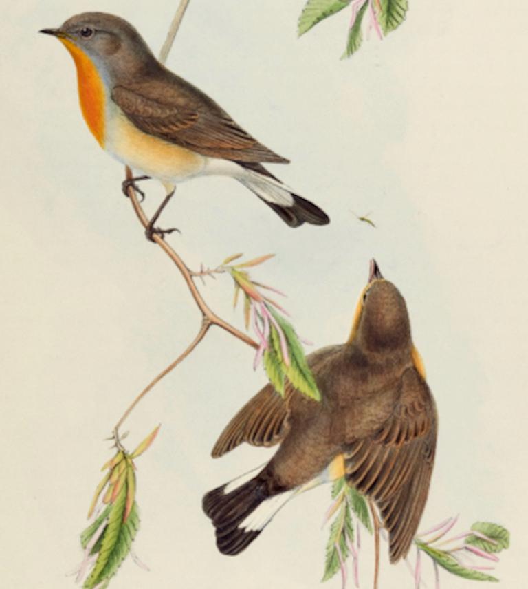Red-breasted Flycatcher Birds: Eine handkolorierte Lithographie von John Gould aus dem 19. Jahrhundert (Naturalismus), Print, von John Gould and Henry Constantine Richter