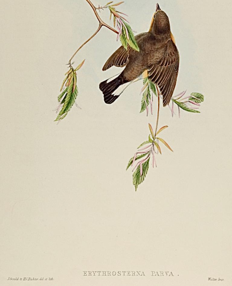 Red-breasted Flycatcher Birds: Eine handkolorierte Lithographie von John Gould aus dem 19. Jahrhundert (Weiß), Animal Print, von John Gould and Henry Constantine Richter