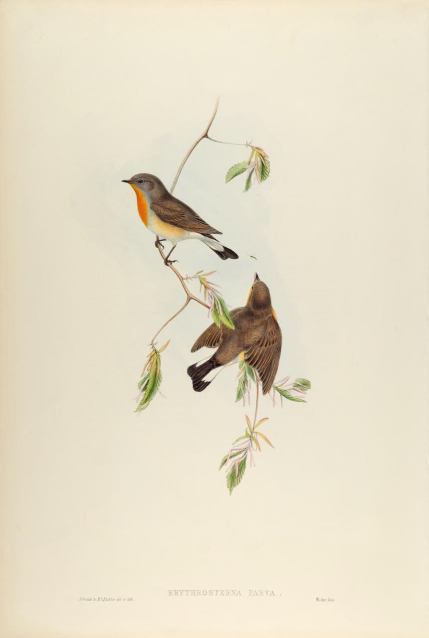 John Gould and Henry Constantine Richter Animal Print – Red-breasted Flycatcher Birds: Eine handkolorierte Lithographie von John Gould aus dem 19. Jahrhundert