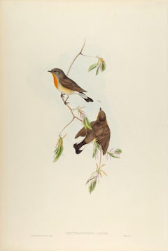 Red-breasted Flycatcher Birds: A 19th C. Hand-colored Lithograph by John Gould