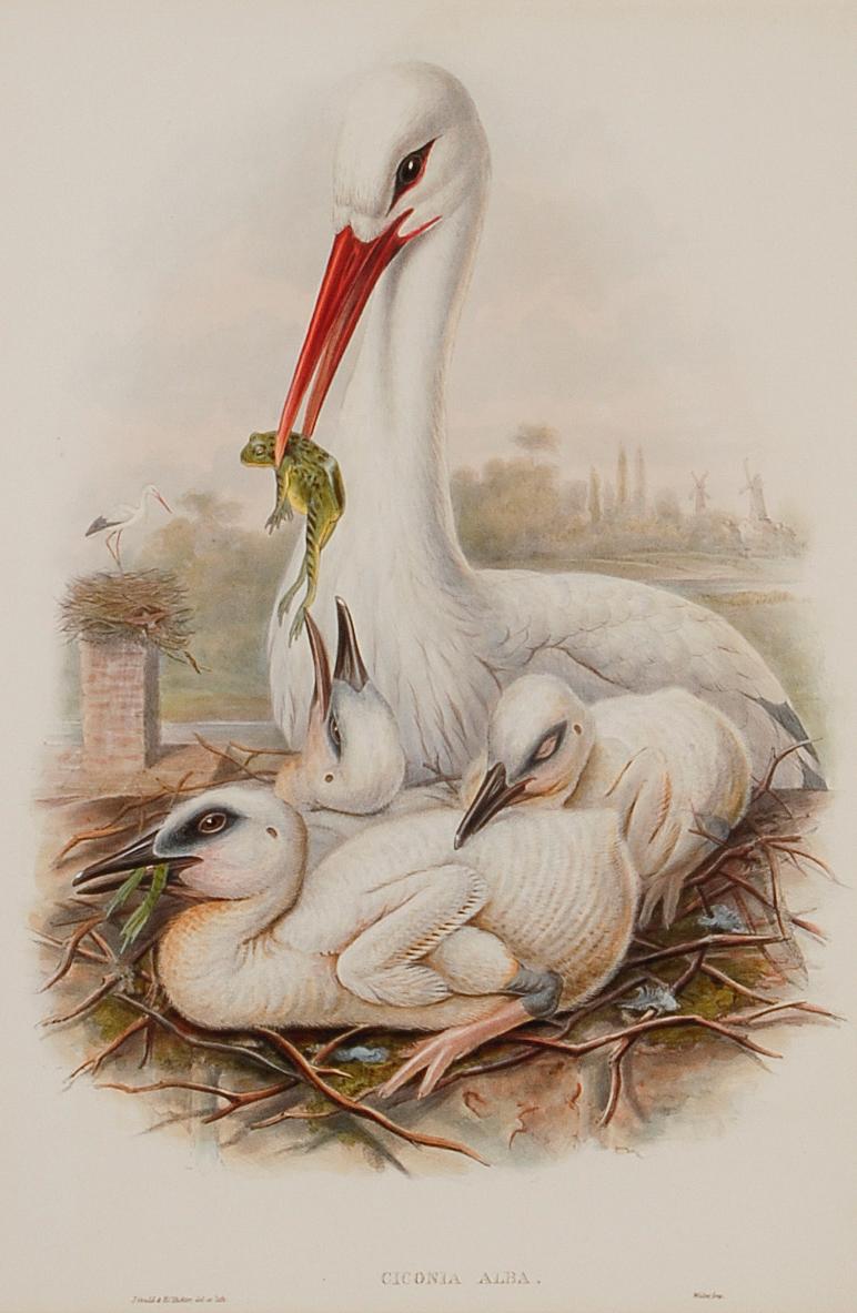 La famille Stork : une lithographie originale encadrée du 19e siècle, colorée à la main par Gould - Print de John Gould and Henry Constantine Richter