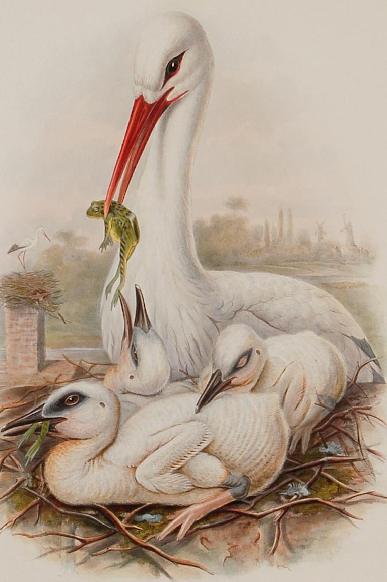 La famille Stork : une lithographie originale encadrée du 19e siècle, colorée à la main par Gould - Naturalisme Print par John Gould and Henry Constantine Richter