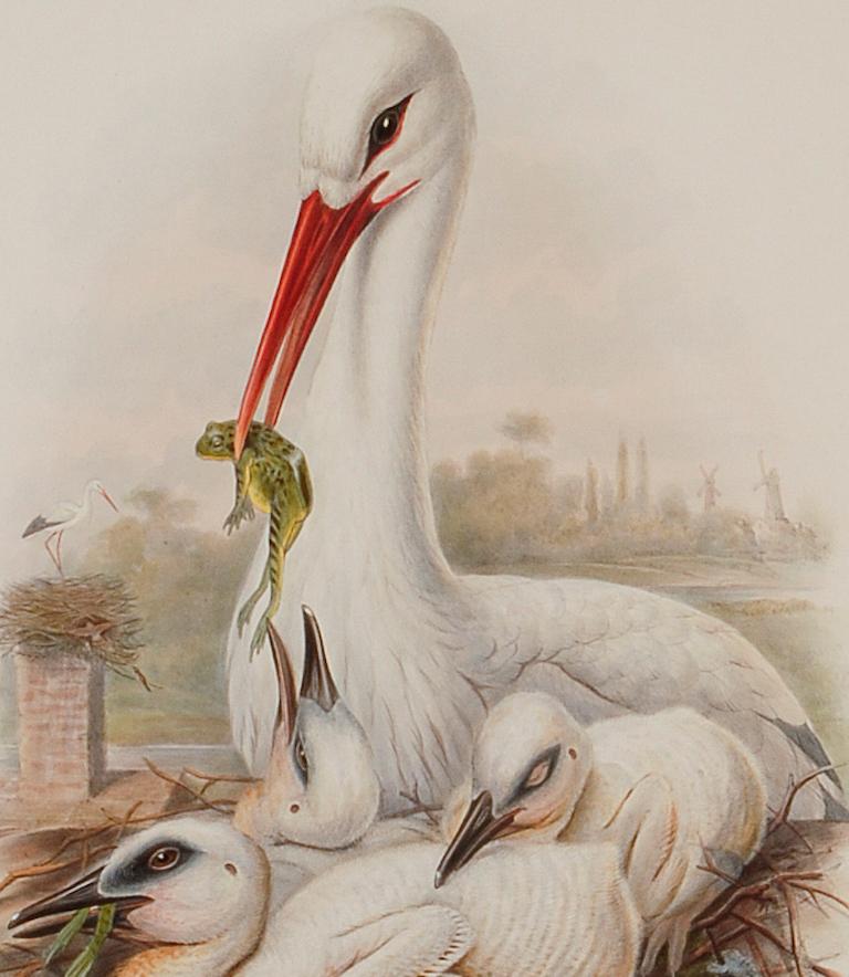 La famille Stork : une lithographie originale encadrée du 19e siècle, colorée à la main par Gould - Beige Animal Print par John Gould and Henry Constantine Richter