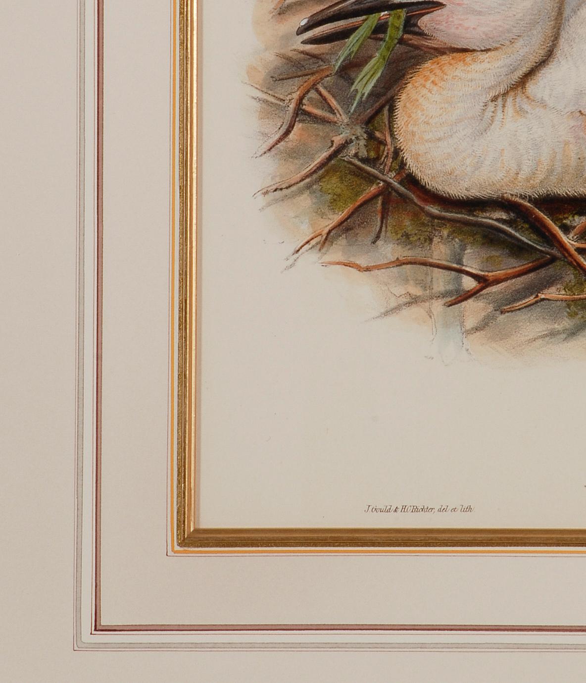 Stork Family: A Framed Original 19th C. Hand-colored Lithograph by Gould - Naturalistic Print by John Gould and Henry Constantine Richter