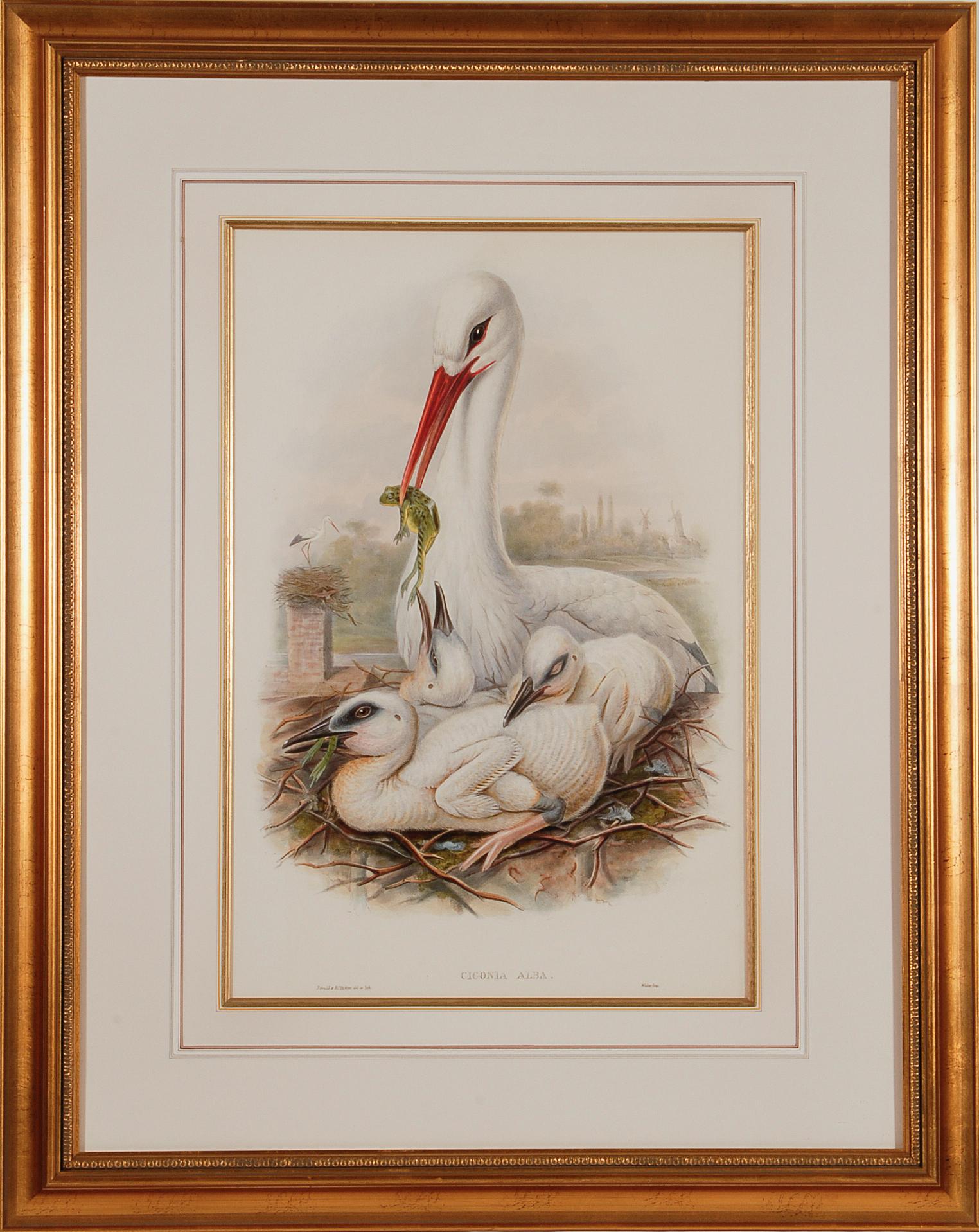 John Gould and Henry Constantine Richter Animal Print - Stork Family: A Framed Original 19th C. Hand-colored Lithograph by Gould
