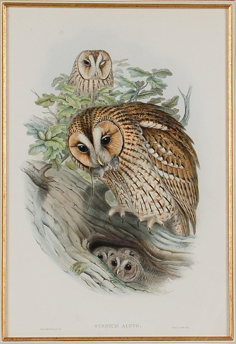 Tawny or Brown Owl: A Framed Original 19th C. Hand-colored Lithograph by Gould - Print by John Gould and Henry Constantine Richter