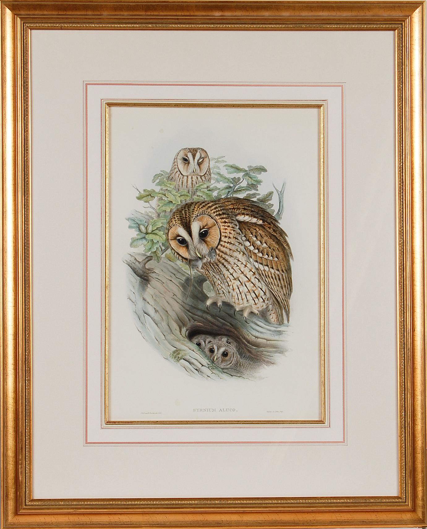 Waldkauz oder Brown Owl: Gerahmte handkolorierte Original-Lithographie von Gould aus dem 19.