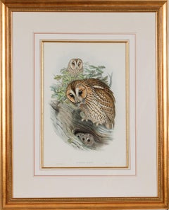 Tawny or Brown Owl: A Framed Original 19th C. Hand-colored Lithograph by Gould