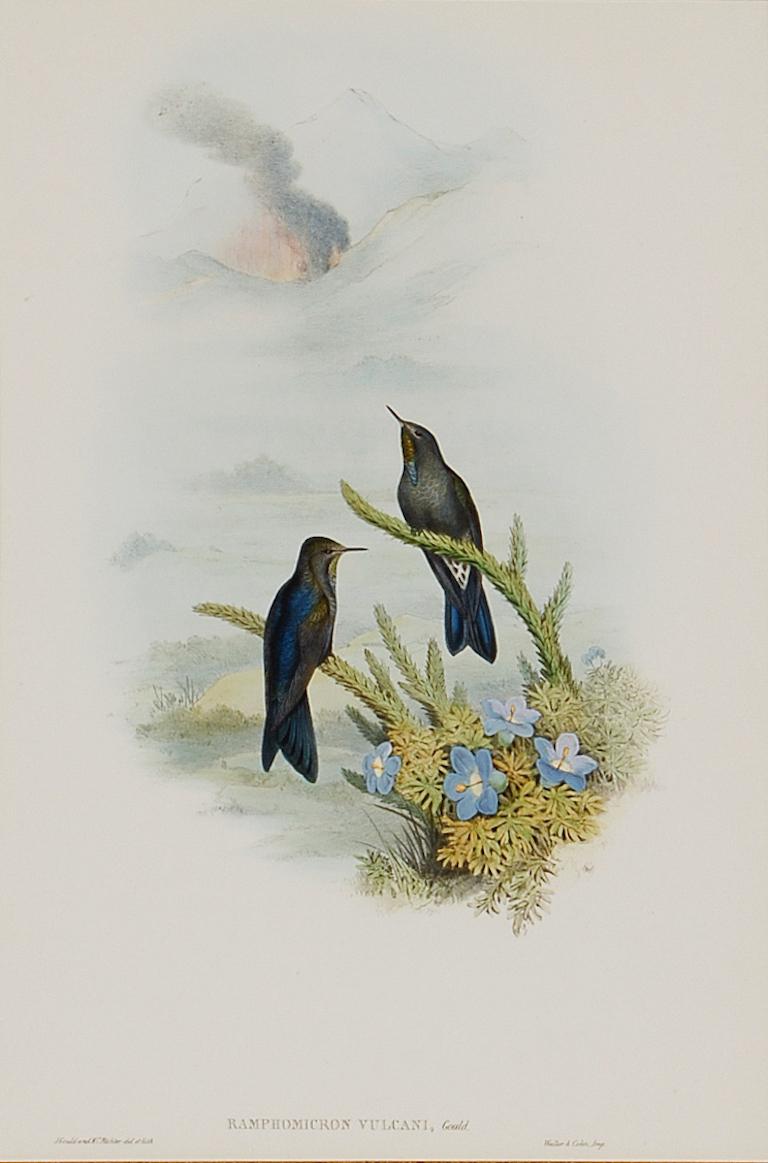 Thorn-Bill Hummingbirds: A Framed 19th C. Hand-colored Lithograph by Gould - Print by John Gould and Henry Constantine Richter
