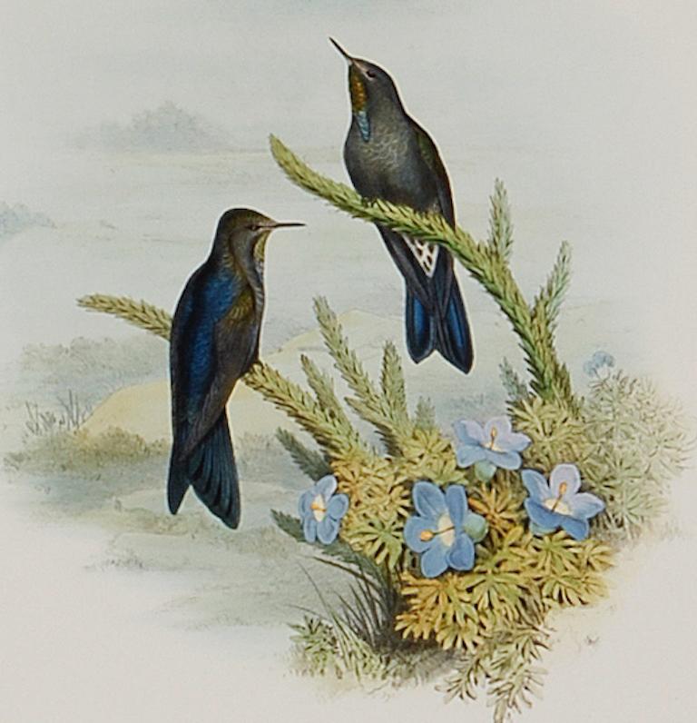 Thorn-Bill Hummingbirds : une lithographie encadrée du 19e siècle, colorée à la main par Gould - Naturalisme Print par John Gould and Henry Constantine Richter