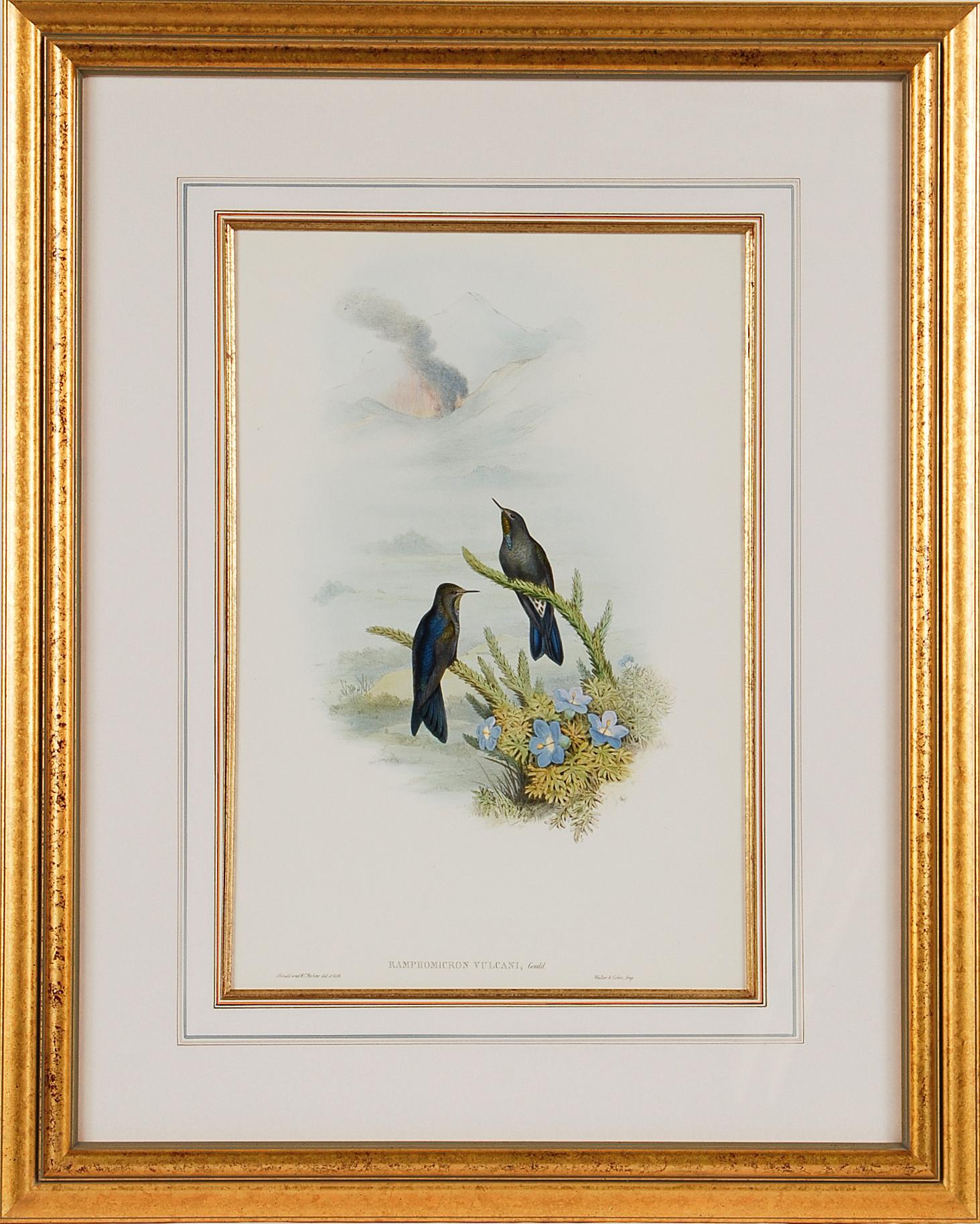 John Gould and Henry Constantine Richter Animal Print - Thorn-Bill Hummingbirds: A Framed 19th C. Hand-colored Lithograph by Gould
